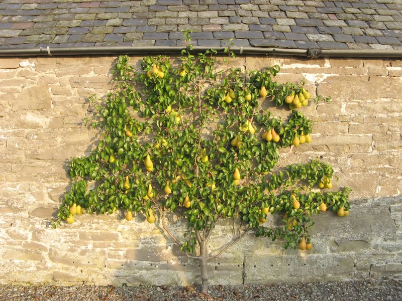 Pear Tree Pruning