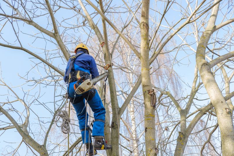 Seasonal Tree Maintenance