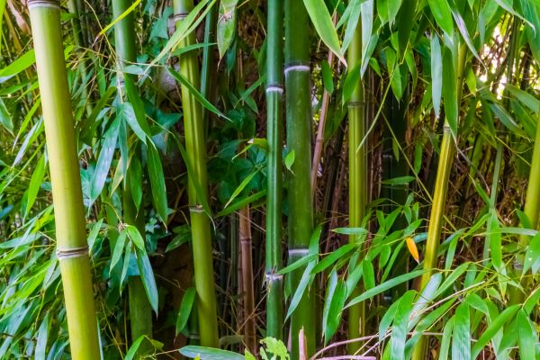 Bamboo Trimming in El Dorado Hills