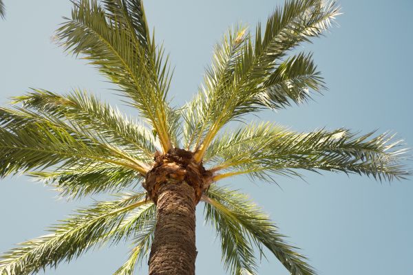 Palm Tree Pruning in El Dorado Hills