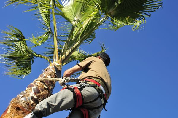 Palm Tree Trimming in El Dorado Hills