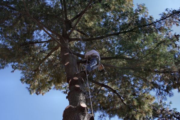 Trimming Service in El Dorado Hills