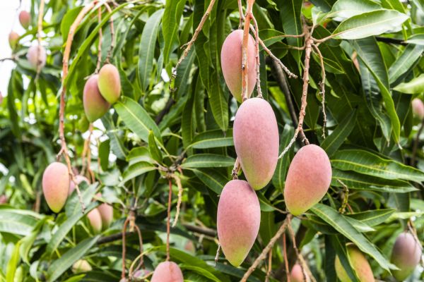 Mango Tree Trimming in El Dorado Hills