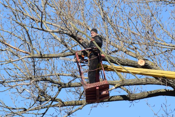 Emergency Tree Trimming in El Dorado Hills