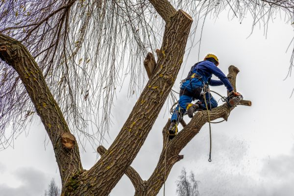 Tree Maintenance Service in El Dorado Hills