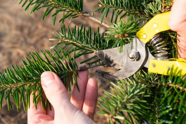 Pine Tree Pruning in El Dorado Hills