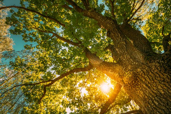 Oak Tree Pruning in El Dorado Hills