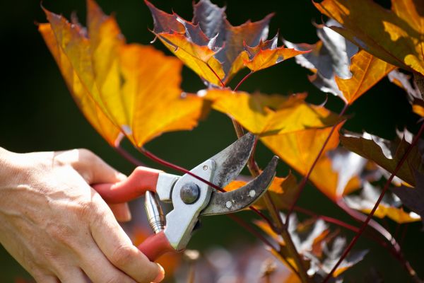 Maple Tree Pruning in El Dorado Hills