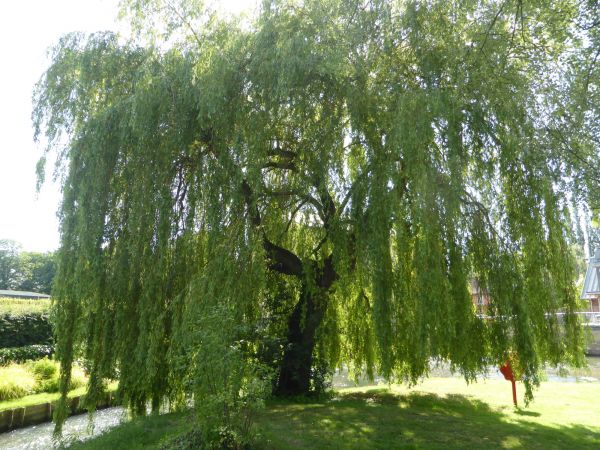 Willow Tree Trimming in El Dorado Hills