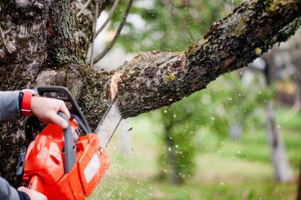 Tree Limbs Removal in El Dorado Hills