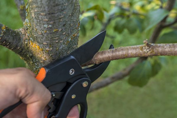 Tree Limb Cutting in El Dorado Hills