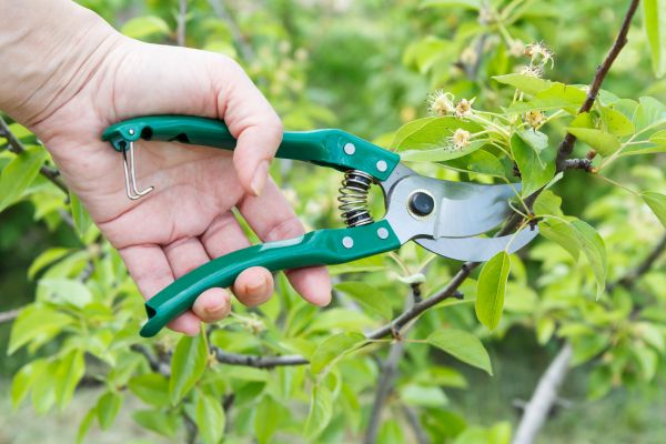 Pear Tree Pruning in El Dorado Hills