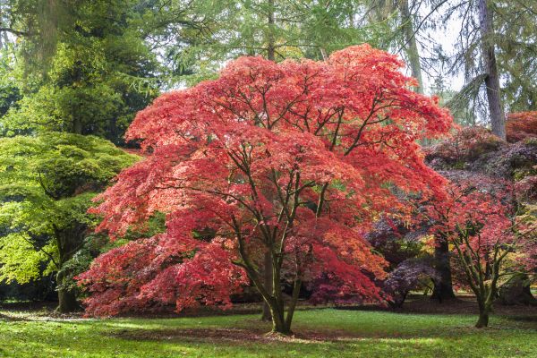 Japanese Maple Pruning in El Dorado Hills