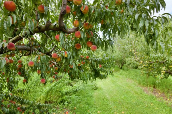 Peach Tree Pruning in El Dorado Hills