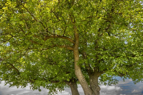 Walnut Tree Trimming in El Dorado Hills