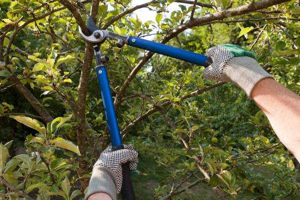 Residential Tree Pruning in El Dorado Hills