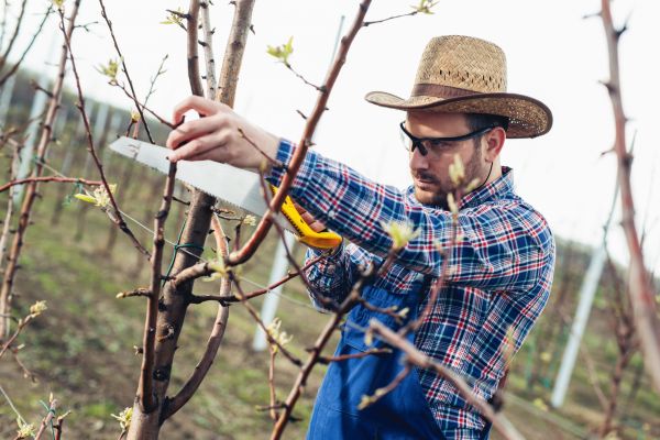 Orchard Tree Pruning in El Dorado Hills