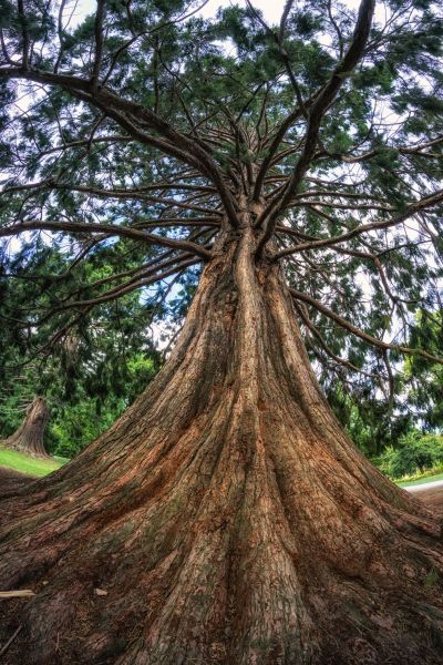 Cedar Tree Pruning in El Dorado Hills