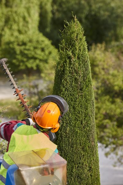 Cypress Tree Trimming in El Dorado Hills