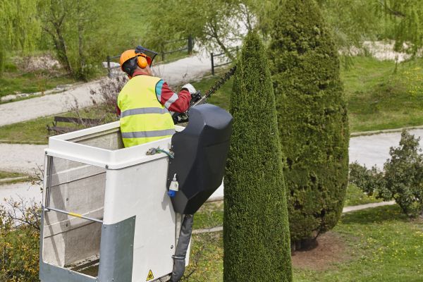 Cypress Tree Pruning in El Dorado Hills