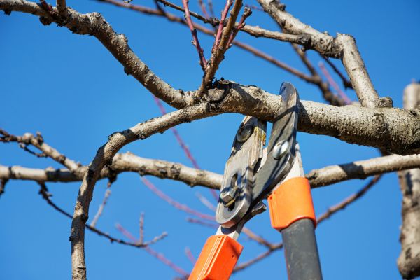Peach Tree Trimming in El Dorado Hills