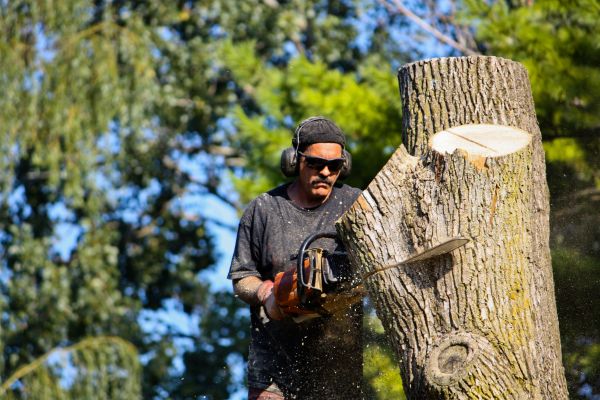 Ash Tree Pruning in El Dorado Hills