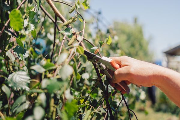 Birch Tree Pruning in El Dorado Hills