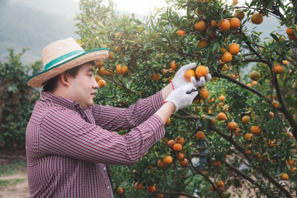 Orange Tree Pruning in El Dorado Hills