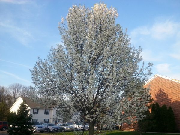 Bradford Pear Tree Pruning in El Dorado Hills