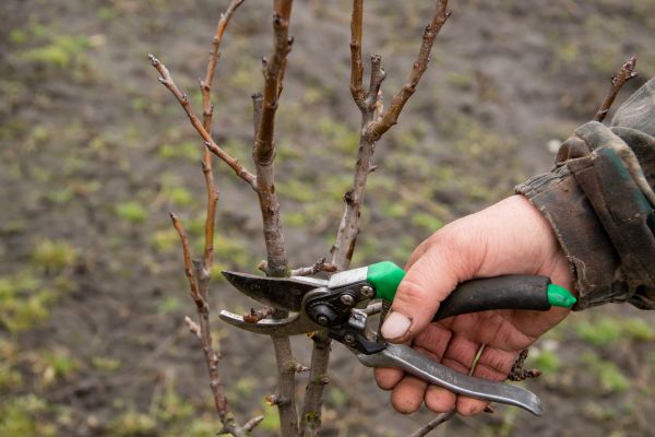 Pear Trees Pruning in El Dorado Hills