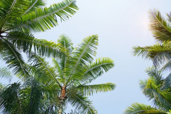 Queen Palm Tree Trimming in El Dorado Hills