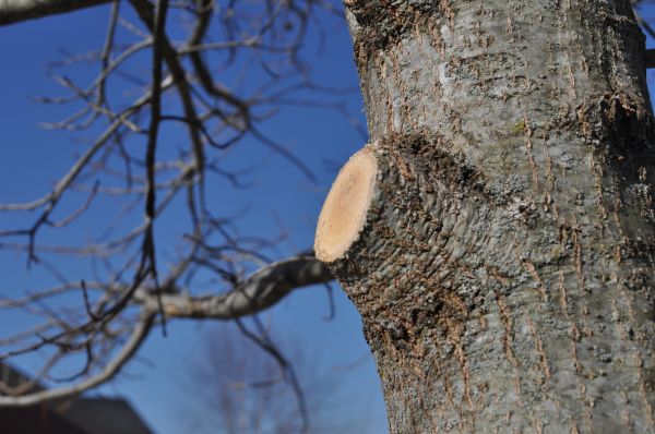 Limb Pruning in El Dorado Hills
