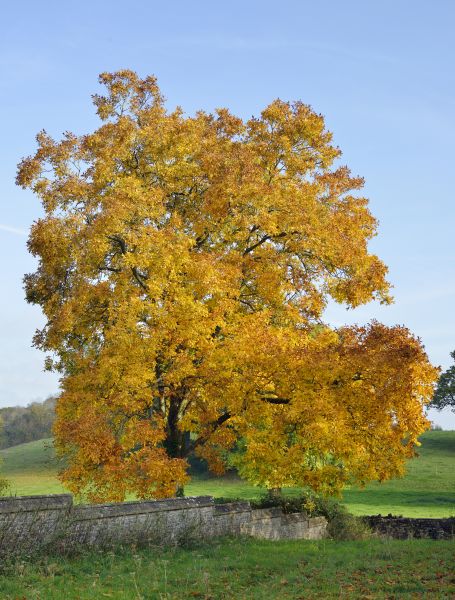 Hickory Tree Trimming in El Dorado Hills