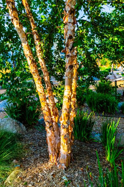 River Birch Trimming in El Dorado Hills