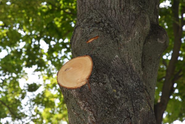 Limb Cutting in El Dorado Hills