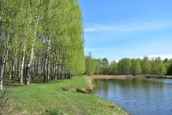 River Birch Pruning in El Dorado Hills