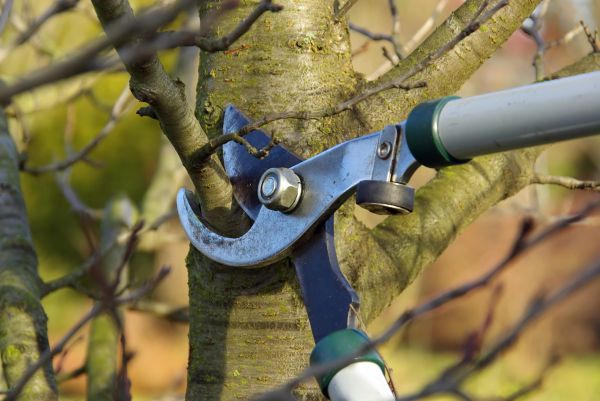 Tree Limb Trimming Service in El Dorado Hills