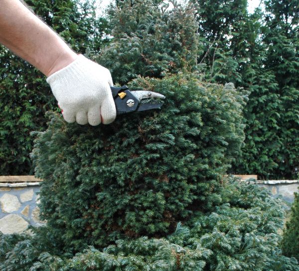 Ornamental Tree Trimming in El Dorado Hills