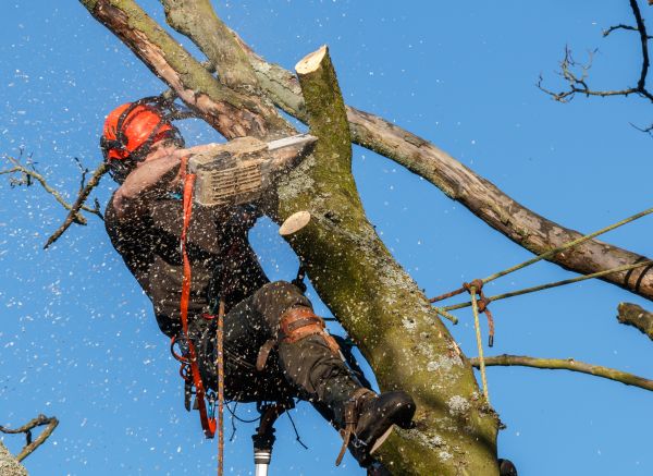 Tree Trimming Service in El Dorado Hills