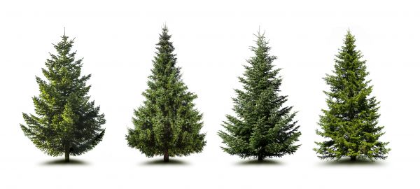 Pine Tree Trimming in El Dorado Hills