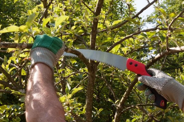 Apple Tree Trimming in El Dorado Hills
